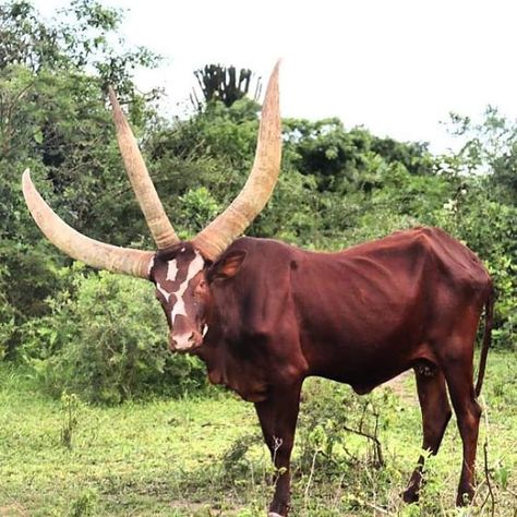 Watusi Cattle, Ankole Watusi, Gallery Wallpaper, Unusual Animals, Art Gallery Wallpaper, Animal Photos, Amazing Animals, Animal Photo, Reptiles