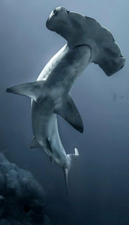 Hammerhead Shark Creature Marine, Swimming In The Ocean, Shark Pictures, Fauna Marina, Water Animals, Hammerhead Shark, Underwater Creatures, Underwater Life, Marine Animals