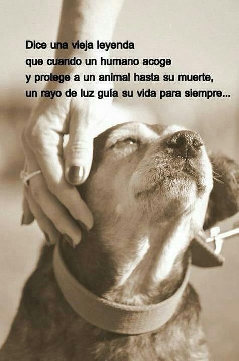 No sólo por eso cuido y amo a mi perro, pero sí es un buen plus Love My Dog, Spanish Quotes, Animal Quotes, Dog Quotes, Baby Dogs, Unconditional Love, In Spanish, Doberman, Beautiful Dogs