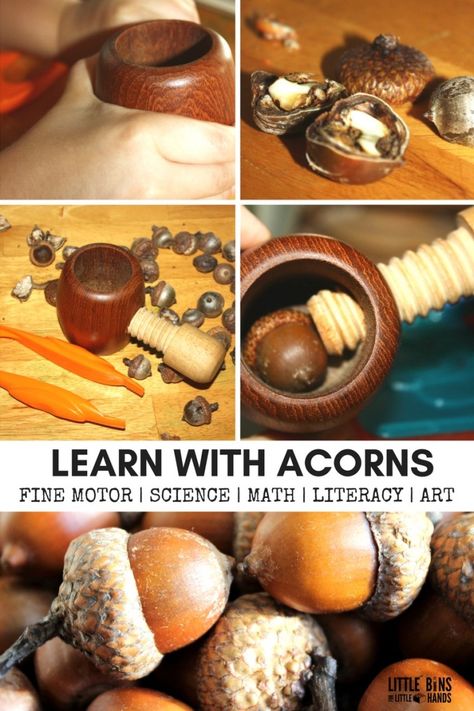 Early learning activities for toddler, preschool, and kindergarten age kids to try this fall with real acorns. Acorn activities for math, science, literacy, art, fine motor, and sensory play included. Also learn how to dry acorns for easier project use. Fun fall activities for kids using nature items. Take a nature walk this fall and gather acorns! Squirrel Activities, Acorn Activities, Fall Science Experiments, Nature Based Preschool, Fall Science Activities, Acorn Art, Homemade Slime Recipe, Fall Science, Science For Toddlers