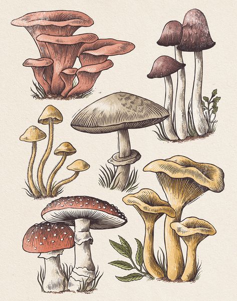 Study Poster, Seni Resin, Mushroom Drawing, Arte Sketchbook, Art Et Illustration, Mushroom Art, Botanical Drawings, Sketch Art, Book Ideas