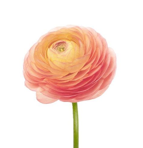 Peach Colored Flowers, Peach Color Flowers, Ranunculus Painting, Botanical Studies, Peach Ranunculus, Orange Ranunculus, Yellow Bridesmaid, White Ranunculus, Ranunculus Flowers