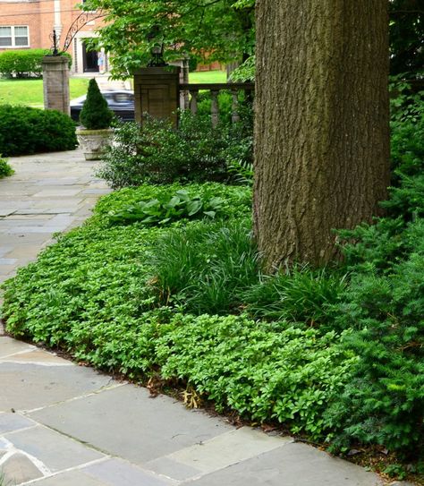 Mulch Alternatives, Mulch Around Trees, Tree Mulch, Perennial Ground Cover, Landscaping Around Trees, Sweet Woodruff, Pergola Pictures, Tree Roots, Evergreen Shrubs