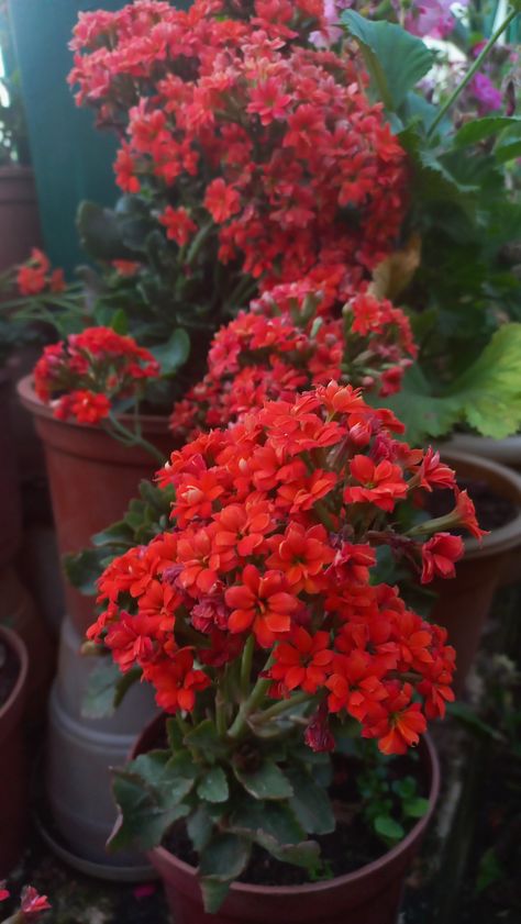 Red small flowers Florist Kalanchoe, Kalanchoe Flowers, Kalanchoe Blossfeldiana, Soft Life, Succulent Garden, Succulents Garden, Garden Ideas, Florist, Succulent