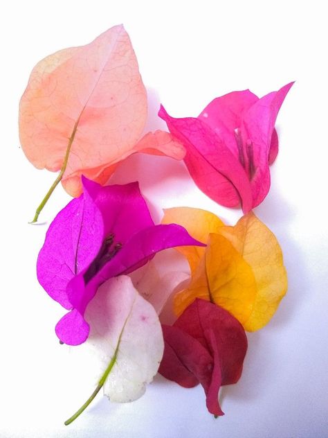 Four O Clock, Beautiful Flowers Wallpapers, Bougainvillea, Flower Wallpaper, Flowers Photography, Beautiful Photography, Pretty Flowers, Watercolor Flowers, Flower Power