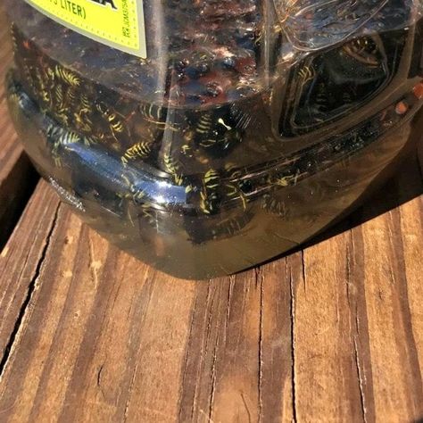 How to Naturally Get Rid of Yellow Jackets · Hidden Springs Homestead Yellow Jacket Bee, Yellow Jacket Trap, Getting Rid Of Bees, Wasp Repellent, Get Rid Of Wasps, Yellow Flies, Borax Cleaning, Wasp Traps, Bee Traps