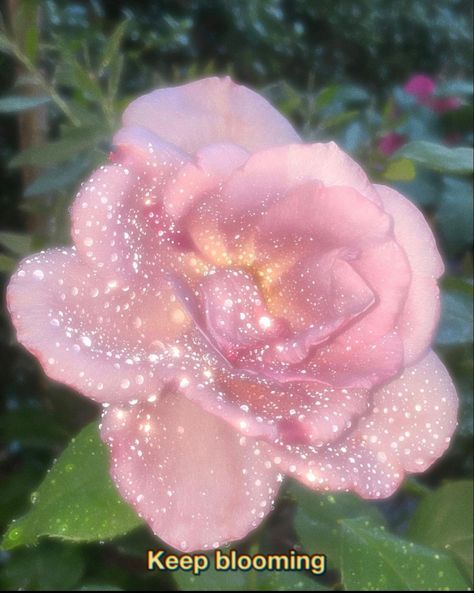 Magical pink rose Beautiful Aura Aesthetic, Flower Therapy, Pink Vibes, Ethereal Art, Pink Princess, Paper Roses, Just Girly Things, Divine Feminine, Pretty Words