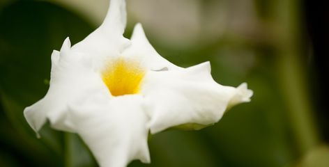 How to Over-Winter a Mandevilla Vine: Following Up – Plant Talk Vinca Vine, Mandevilla Vine, Vines, Plants, Flowers