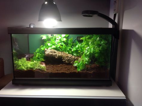 Blinky's pac-man / horned frog setup - Page 6 - Reptile Forums Frog Setup, Frog Tank Setup, Pac Man Frog, Pacman Frog Terrarium, Pac Man Frog Terrarium, Pacman Frog Enclosure, Pac Man Frog Enclosure, Frog Habitat, Frog Tank