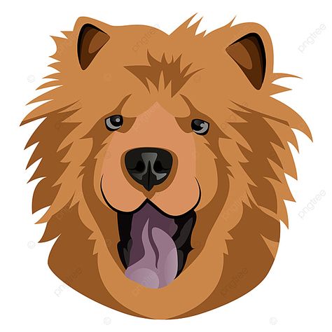 Chow Chow, White Background, Pet