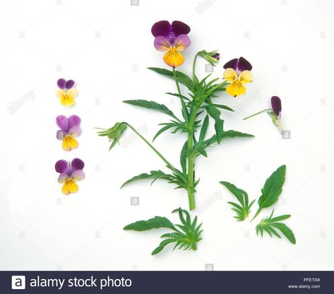 Download this stock image: Flowers and leaves from Viola tricolor (Wild pansy) - PFETA9 from Alamy's library of millions of high resolution stock photos, illustrations and vectors. Pansy Leaves, Pansy Tattoo, Paper Relief, Viola Tricolor, Wild Pansy, Viola Flower, Watercolour Ideas, Pansies Flowers, Flower Names