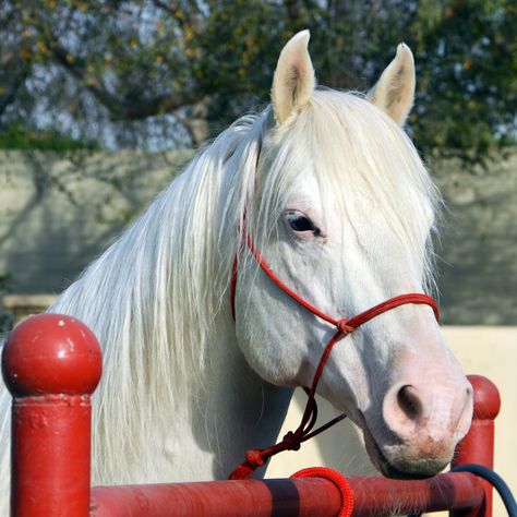 Rare Horse Breeds, Different Horse Breeds, Rare Horses, Pony Breeds, Types Of Horses, Grey Horse, White Horses, Horse Breeds, White Horse