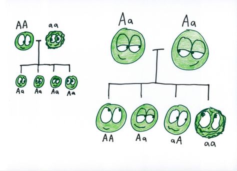 Genetics Drawing, Gregor Mendel Genetics, Mendel Genetics, Mendelian Genetics, Biology Jokes, Gregor Mendel, Biology Poster, Studying Funny