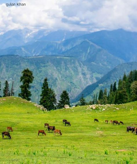 Naran Kaghan valley kpk Pakistan Naran Kaghan, Kaghan Valley, Khyber Pakhtunkhwa, Beautiful Photography, So Beautiful, The Good Place, Pakistan, Places To Visit, Wonder