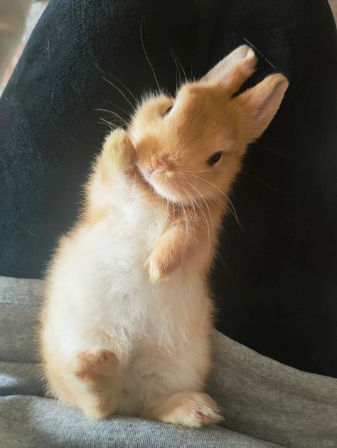 Real Bunny Wallpaper, Cute Rabbit Aesthetic, Ginger Bunny, Brown And White Bunny, Orange Rabbit, Orange Bunny, Bunny Pics, Bunny Photo, Cute Rabbits