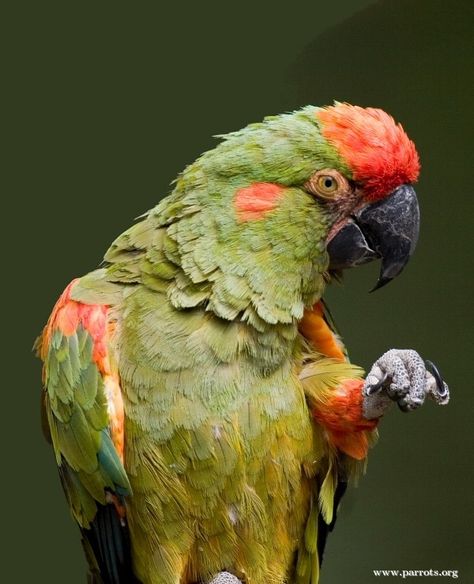 Red-fronted Macaw | World Parrot Trust Great Green Macaw, Red Fronted Macaw, Parrot Quotes, Amazon Birds, Blue Spix Macaw, Pet Birds Parrots, Scarlet Macaw Photography, Red And Green Macaw, Blue Fronted Amazon Parrot