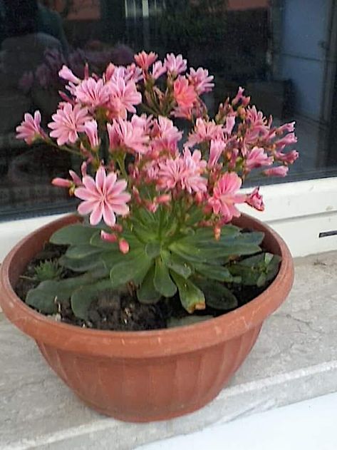 Lewisia cotyledon Lewisia Cotyledon, Bruno Madrigal, Raining Outside, Wonderful Flowers, Outdoor Flowers, Succulent Plants, Garden Tips, Cactus Flower, Spring Blooms