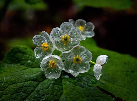 Visit Japan / Americas on Instagram: “Diphylleia grayi is a mystical flower that becomes glass-like when wet 💧✨ This rare, transparent bloom can only be seen during the rainy…” Diphylleia Grayi, Bog Witch, Small Widget, Skeleton Flower, Witch Garden, Dappled Light, Flower Care, Rare Flowers, Rare Plants