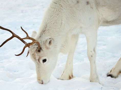 a dog standing in the snow White Reindeer, Baby Reindeer, Cat Pee, Friend Pictures Poses, Paws And Claws, Winter Animals, Tromso, Winter Pictures, Cat Treats