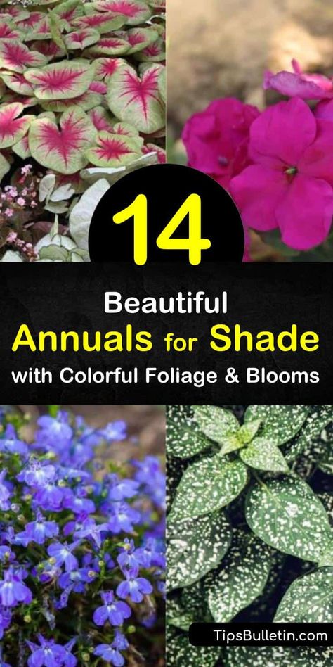 Annuals For Shade, Annual Flowers For Shade, Flower Thoughts, Flowers Backyard, Wellington Food, Partial Shade Flowers, Shade Loving Flowers, Shade Annuals, Full Shade Plants