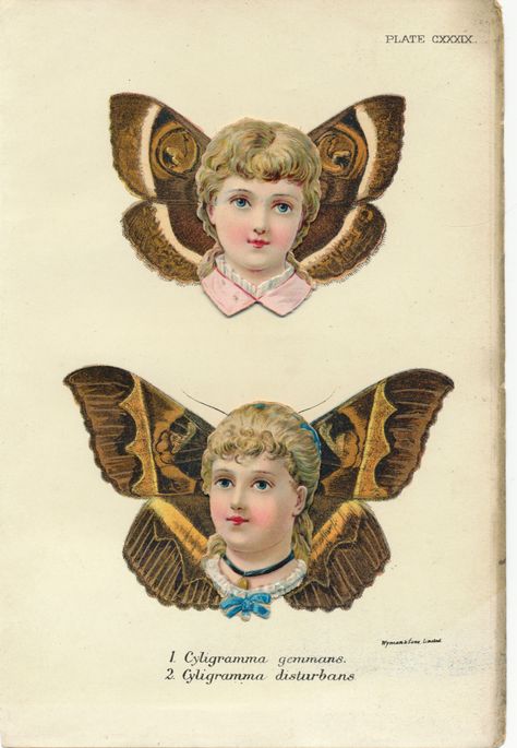 Antique Butterfly Illustration, Antique Illustration Victorian, Victorian Butterfly, Vintage Tattoo Design, Victorian Illustration, Vintage Advertising Art, Vintage Illustration Art, Vintage Flash, Butterfly Illustration