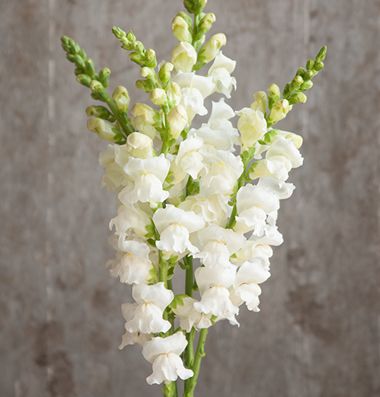 Potomac White Snapdragon Snapdragon Flowers, Flowers For You, Edible Flowers, Flower Farm, Types Of Flowers, Flower Seeds, Summer Flowers, Cut Flowers, Garden Seeds