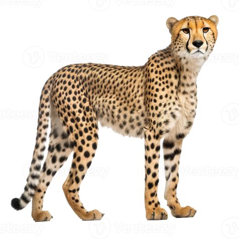 Cheetah isolated on Transparent background, generate ai Cheetah Images, Cheetah Illustration, Cheetah Pictures, Cheetah Drawing, Study Flashcards, The Cheetah, Animal Icon, Good Morning Wishes Quotes, Watercolor Prints