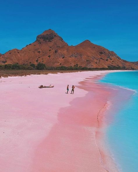 Pink beach in Komodo Island, Indonesia #indonesia #komodoisland #beach #pink #southeastasia #asia Komodo National Park, Komodo Island, Pink Sand Beach, Pink Beach, Komodo, Destination Voyage, Pink Sand, Cebu, Beautiful Places To Travel