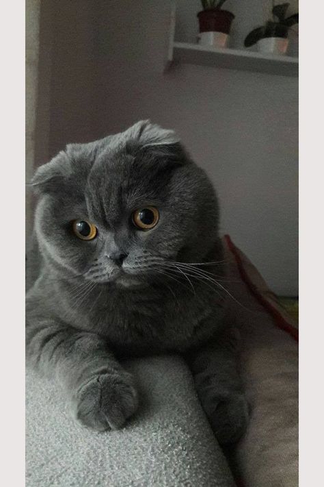 Grey Scottish Fold, Grey Cat Breeds, Wallpapers Hd 4k, Dream's Cat, Bengal Cats, British Shorthair Cats, Grey Cat, Cat Breed, Cute Animals Images