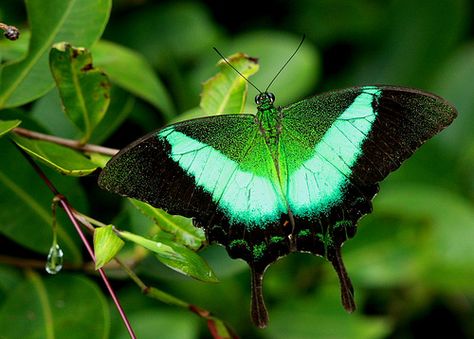 MALABAR BANDED PEACOCK (Papilio buddha) _10 August 2008_Palaparamba Emerald Swallowtail, Rainforest Butterfly, Zebra Butterfly, Most Beautiful Butterfly, Beautiful Butterfly Photography, Peacock Butterfly, Insect Photography, Moth Caterpillar, Butterfly Species