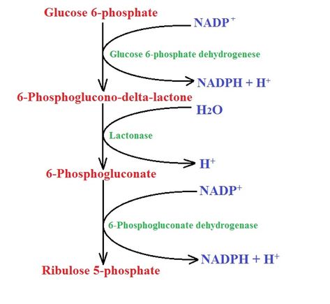 Oxidative phase of the pentose phosphate pathway by MicroscopeMaster.com Pentose Phosphate Pathway Mnemonic, Pentose Phosphate Pathway, Metabolic Pathways, Carbon Molecule, Biochemistry Notes, Redox Reactions, Krebs Cycle, Eukaryotic Cell, Organic Molecules