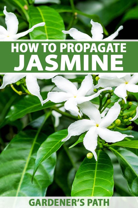 Easy-care jasmine plants feature pretty, pinwheel-shaped flowers with a sweet scent, and it’s easy to propagate them. Seeds deliver mixed outcomes, but layering and stem cuttings give reliable results true to the parent. Learn how to propagate jasmine vines now on Gardener's Path. #jasmine #propagate #gardenerspath Propagating Jasmine Vine, How To Propagate Jasmine Plant, Jasmine Propagation, Star Jasmine Trellis, Jasmine Bush, Jasmine Vines, Carolina Jasmine, Starry Flowers, Jasmine Vine