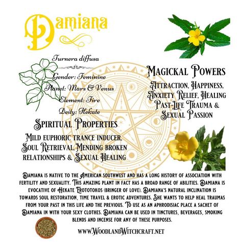 Sharing the Magick of Damiana with you today! www.woodlandwitchcraft.net Damiana Herb Benefits, Damiana Leaf Benefits, Damiana Magical Properties, Damiana Benefits, Herb Facts, Smokable Herbs, Herbal Flowers, Healthy Vag, Medicinal Herbs Remedies