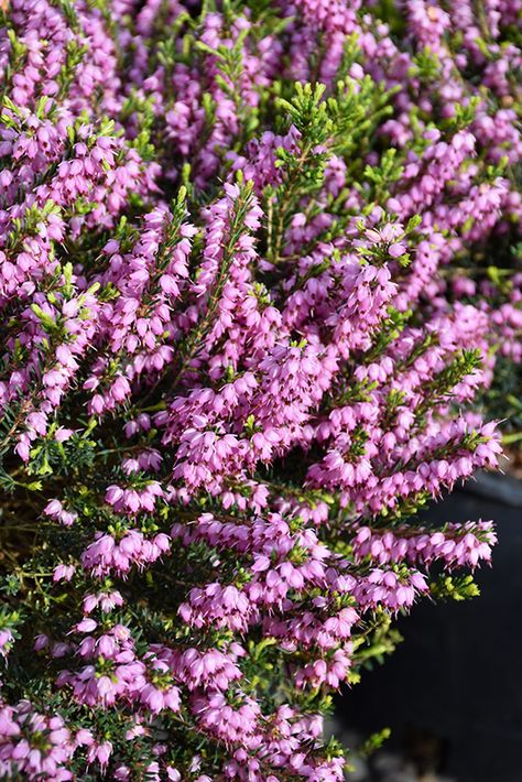 Mediterranean Pink Heath (Erica x darleyensis 'Mediterranean Pink') at Hicks Nurseries Erica Darleyensis, Winter Heath, Hedera Helix Ivy, Hillside Gardening, Skimmia Japonica, Winter Pots, Low Maintenance Landscaping Front Yard, Plants For Landscaping, Heather Plant