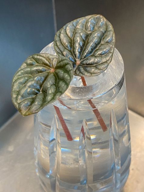 peperomia-caperata-propagate Propagating Peperomia, Peperomia Propagation, Propagate Peperomia, Propagate In Water, Chinese Money Plant Care, African Violet Care, Best Houseplants, Monstera Obliqua, Lipstick Plant