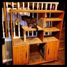 Armoire Repurpose, Cat Play Area, Cat Tree Plans, Diy Chat, Old Entertainment Centers, Cat Playhouse, Cat Entertainment, Cool Cat Trees, Diy Cat Tree