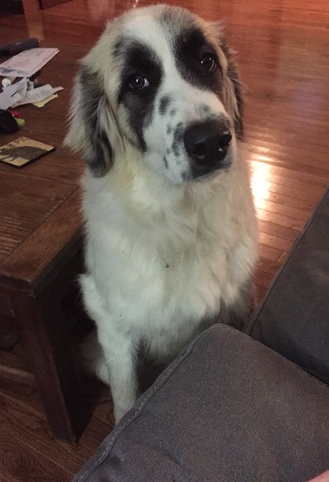 Ford the Great Pyrenees/Anatolian Shepard mix ❤️❤️ Anatolian Shepherd Puppies, Great Pyrenees Anatolian Shepherd, Cute Great Pyrenees, Anatolian Shepherd Great Pyrenees, Anatolian Pyrenees, Bernese Mountain Dog Mix Great Pyrenees, Great Pyrenees Lab Mix Puppy, Great Pyrenees Puppy, Pyrenees Puppies