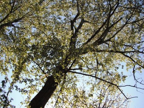 Black Cottonwood, Populus balsamifera ssp. trichocarpa | Native Plants PNW Native Plant Gardening, Plant Fungus, Fast Growing Plants, Big Tree, Summer Breeze, Natural Resources, University Of California, Native Plants, Dream Garden