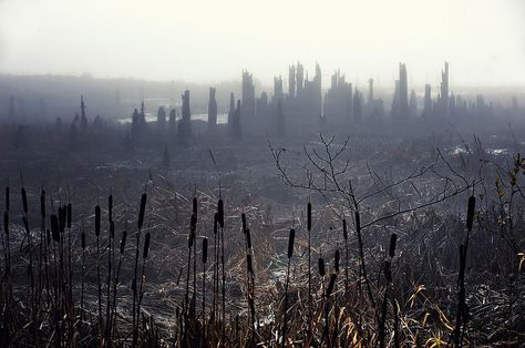 desolate landscape, low tide | Flickr - Photo Sharing! Desolate Aesthetic, Bleak Landscape, Desolate City, Desolate Wasteland, Desolate Landscape, Astoria Oregon, Aesthetic Japan, Pinterest Pin, Architectural Inspiration