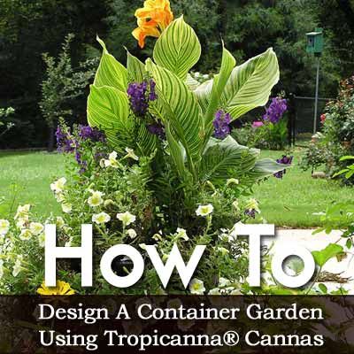 How To Design A Container Garden Using Tropicanna� Cannas Yellow Canna Lily Container Pots, Canna Lily Container Pots Ideas, Cannas In Containers Pots, Canna Lily In Pots, Canna Container Ideas, Canna Lily Companion Plants, Canna Lily Planter Ideas, Cana Lily In Pots, Cannas In Pots