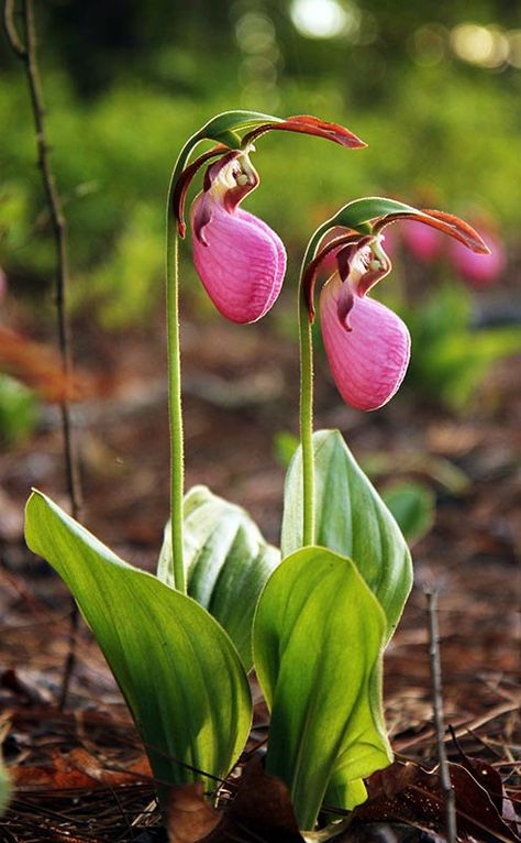 Lady Slipper, Lady Slippers Flower, Pink Lady Plant, Pink And White Lady Slipper Flower, Slipper Orchid, Pink Lady Slipper, Wild Lady Slipper Orchid, Rainforest Plants, Lady Slipper Orchid