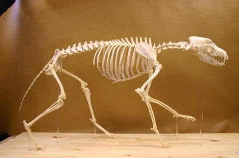 Wolf Skeleton Reference, Canine Skeleton, Fox Skeleton, Wolf Skeleton, Reptile Reference, Wolf Study, Animals Skeleton, Wolf Anatomy, Glitch Animation