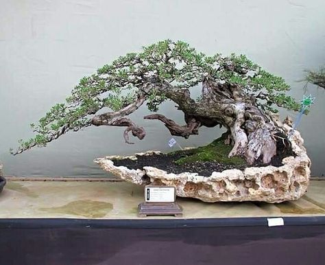 Bonsai On The Rock, Coconut Plant, Bonsai Fruit Tree, Bonsai Nursery, Bonsai Tree Types, Jewel Orchid, Bonsai Techniques, Traditional Chinese Art, Mini Bonsai