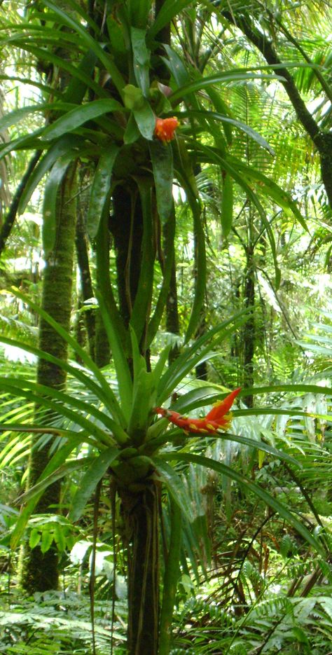 Jungle Flora Forest Property, Protect The Environment, Rainforest Plants, Tropical Beauty, Creative Visualization, Rain Forest, Tropical Forest, Hanging Garden, Tropical Landscaping