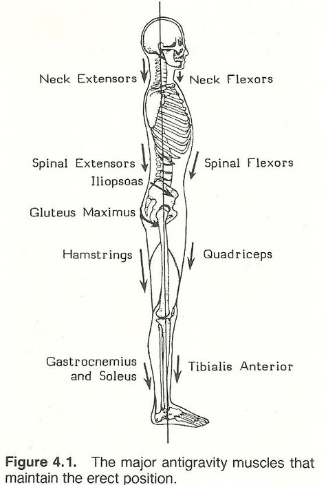 CHAPTER 4: BODY ALIGNMENT, POSTURE, AND GAIT Psoas Release, Alexander Technique, Body Alignment, What Is Yoga, Body Mechanics, Chair Pose, Musculoskeletal System, Psoas Muscle, Downward Facing Dog