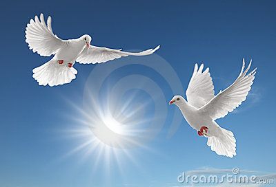 Two pigeons Stock Images Doves Flying, Dove Release, Dove Images, Dove Pigeon, Dove Pictures, Pigeon Bird, Dove Bird, White Dove, Peace Dove