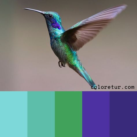 Hummingbird -   A bright iridescent palette from the vibrant wings of a hummingbird.  - Download the swatches now! Hummingbird Colors Palette, Hummingbird Color Palette, Iridescent Palette, Wedding Color Swatches, Iridescent Wedding, Hummingbird Colors, Interior Paint Colors For Living Room, Paint Color Combos, Create Color Palette