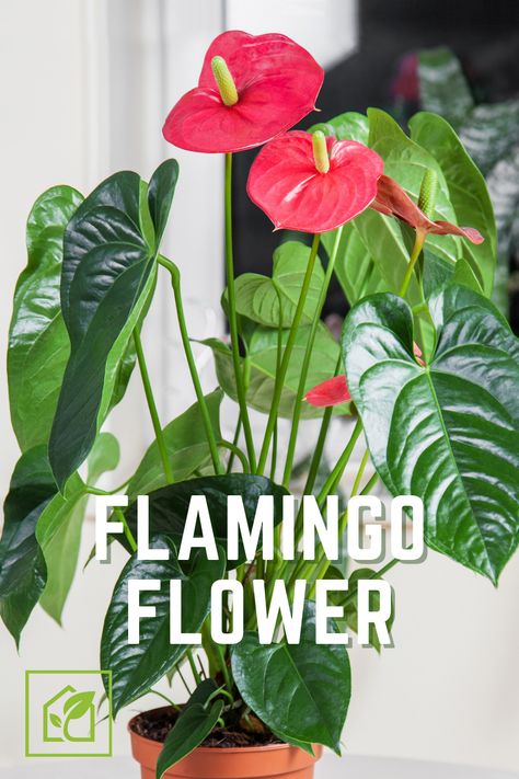 The Anthurium, also called the flamingo flower, is a large, stately, tropical American plant which as long, handsome leaves and constant flower spathes in creamy white-pink, red, or orange. #Indoor #Gardening #IndoorGardening #FlamingoFlower Flamingo Lily, Flamingo Flower, Indoor Gardening, Gardening Ideas, Creamy White, Pink Red, House Plants, Flamingo, Nursing