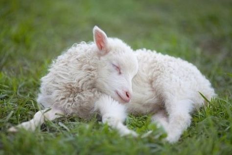 Irish Proverb, Lamb Cuts, Sleeping Drawing, Cute Lamb, Help Animals, Counting Sheep, Baby Lamb, Lovely Creatures, Baby Goats