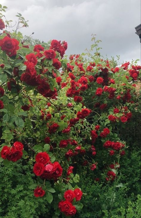 Rose Garden Aesthetic Vintage, Red Rose Garden Aesthetic, Roses Garden Aesthetic, Red Garden Aesthetic, Rose Garden Aesthetic, Red Rose Garden, Rare Fruits, Red Roses Garden, Red Roses Background